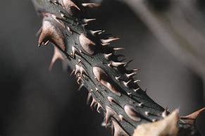 a thorn in the flesh